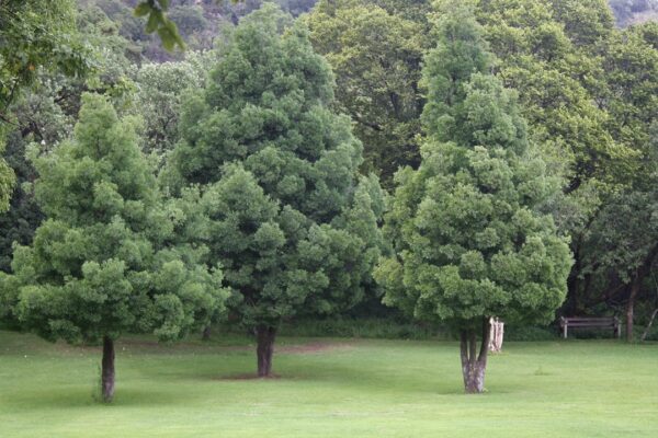 Yellowwood - Image 2