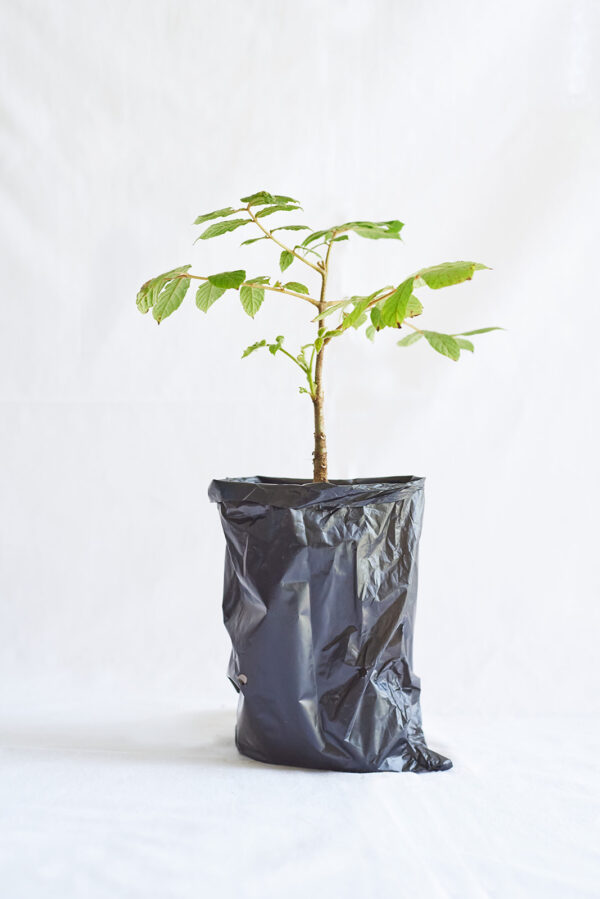 Vitex Keniensis - Meru Oak